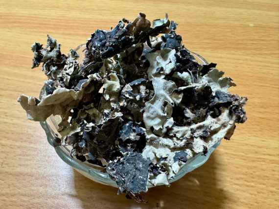 Organic Stone Flower (Patthar Phool/Kalpasi)