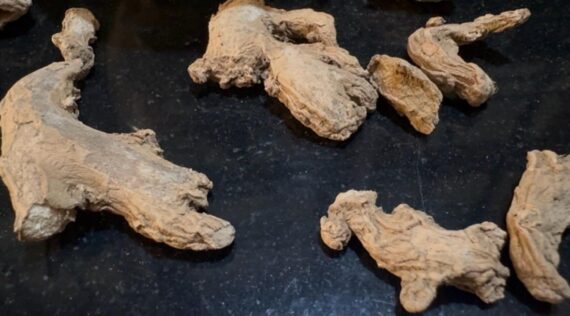 Organic Dry Ginger Whole (Sonth/Chukku)